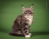 Usher Uwe blue smoke with white neutered male/Reserved for Allie Liberty Happel/ sold 