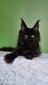 Jay black spayed female/ reserved for Keri/ sold