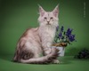 Tara spayed female/ reserved 