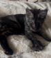 Ares black smoke male for beeeding  / reserved for Sharon/ sold 