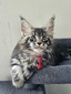 Casper  red ribbon male/ reserved for Robert /sold 