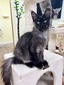 Amur black smoke neutered/ reserved for Scott/ sold