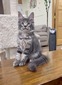 Artik blue tabby neutered / reserved for Ty Kmichik/ SOLD