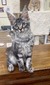Alex silver male neutered/ reserved for Keri/ sold