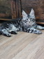 Connor silver male/ reserved for Gregory / SOLD