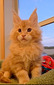 Tyson red male  / reserved for Patti/ SOLD
