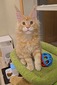 Purrdue male (for Breeding only) / SOLD