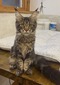 Liam brown tabby male/ reserved for TJ Cooper/  sold  