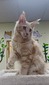 Felix red silver male neutered/ available