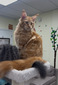 Foxy red spayed female / reserved for Mike /SOLD