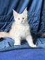 Quentin neutered male/ reserved for Tanya/ sold 