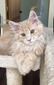 Bony male neutered  /reserved for Luke 