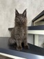 Waldo  blue neutered male / available