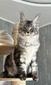 Nord silver male neutered  / reserved for Brent