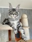 Milky silver male neutered / reserved for Kimberly