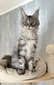 Nikolas silver male neutered / available