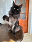 Bagheera Warm Place 