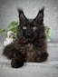 Walter black neutered male /reserved for Mallorie