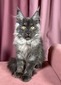 Walnut Black smoke neutered female / reserved for Sheryl 