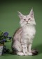 Tilda shaded spayed female / available 
