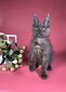 Whiskers  black  smoke male neutered  / available