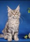 Tory silver neutered female defect to the tip of the tale  (not noticeable) / available 