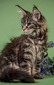 Tilya brown spayed female/ available 