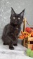 Willow black female / available