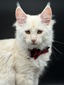 Brandy cream female/ available