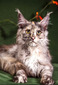 Yohana spayed female/ available