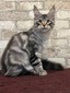 Tuman neutered male / available