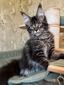 Tiffany female /available