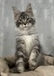 Tilda female/ available