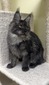Betty black smoke female (not spayed) / reserved for Lindsaay