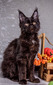 Wanda black spayed female / available  