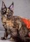 Wendy black tortoiseshell spayed / available  
