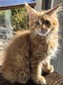Pumpkin male red tabby/ available
