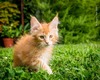 Whiskey/ male/reserved for Sue