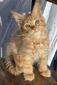 Cinder Apple male not neutered  / reserved for Michael /sold 