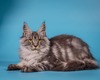 Alina silver spayed female / available