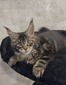 Jordan brown tabby male / reserved for Courtney / sold