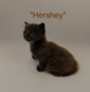 Hershey chocolate male / available