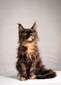 Kelly black tortie neutered / on hold