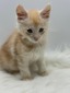 Apollo cream male blue eyes / on hold 