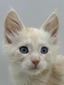 Xanthene cream blue eyes female/ available