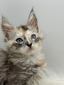 Iris shaded torte female blue eyes/ available