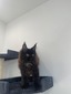 Prince male/ available