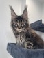 Pepper male / available