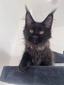 Pluto male /available