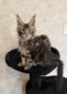 Leo brown male/ available